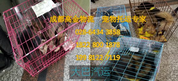 成都宠物汽车托运